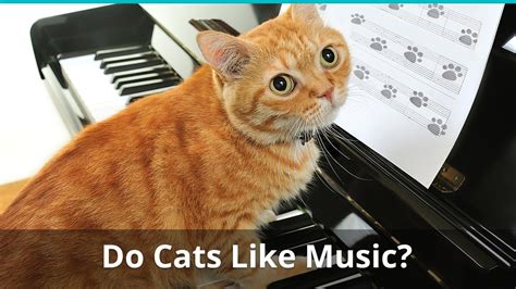 What Kind of Music Do Cats Like and Other Feline-Related Queries